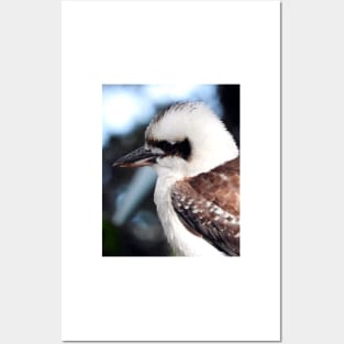 Kookaburra Posters and Art